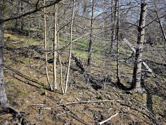 Psathyrella pennata &ndash; Kohlen-M&uuml;rbling, hier w&uuml;tete der Waldbrand, verkohlte Holzreste sind &uuml;berall