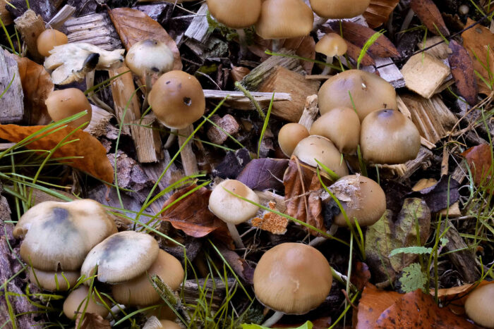 Psilocybe serbica &ndash; B&ouml;hmischer Kahlkopf, shier auf Holzh&auml;cksel wachsend