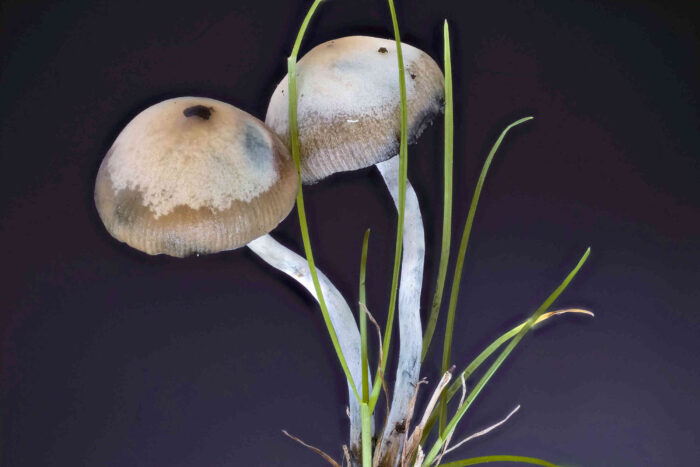 Psilocybe serbica &ndash; B&ouml;hmischer Kahlkopf, stark blau gef&auml;rbte Exemplare