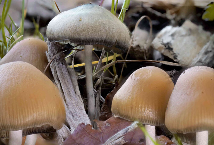 Psilocybe serbica &ndash; B&ouml;hmischer Kahlkopf, die Blauf&auml;rbung kommt durch das enthaltene Psilocybin
