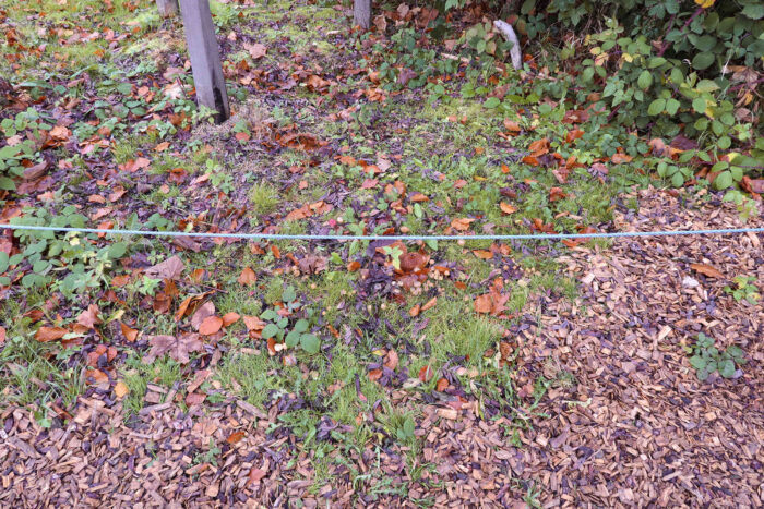 Psilocybe serbica &ndash; B&ouml;hmischer Kahlkopf, braune H&uuml;te auf braunem Holzh&auml;cksel, schwierig zu sehen