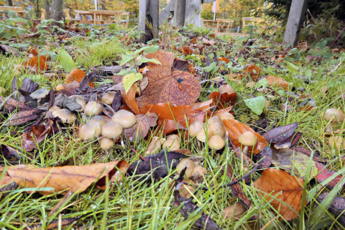 Psilocybe serbica &ndash; B&ouml;hmischer Kahlkopf, immer b&uuml;schelig wachsend