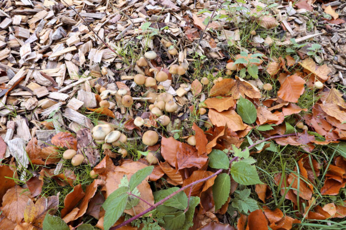 Psilocybe serbica &ndash; B&ouml;hmischer Kahlkopf, hier auf Holzh&auml;cksel wachsend