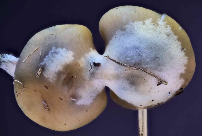 Psilocybe serbica &ndash; B&ouml;hmischer Kahlkopf, die Hutoberfl&auml;che ist hygrophan