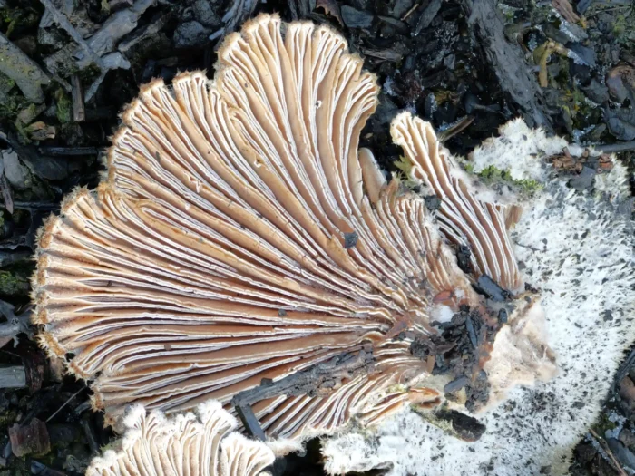 Schizophyllum commune &ndash; Gemeiner Spaltbl&auml;ttling, nochmals die gegabelten Lamellen