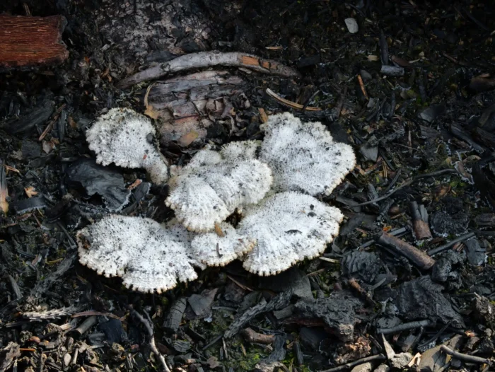 Schizophyllum commune &ndash; Gemeiner Spaltbl&auml;ttling, wollig behaarte Hutoberfl&auml;che