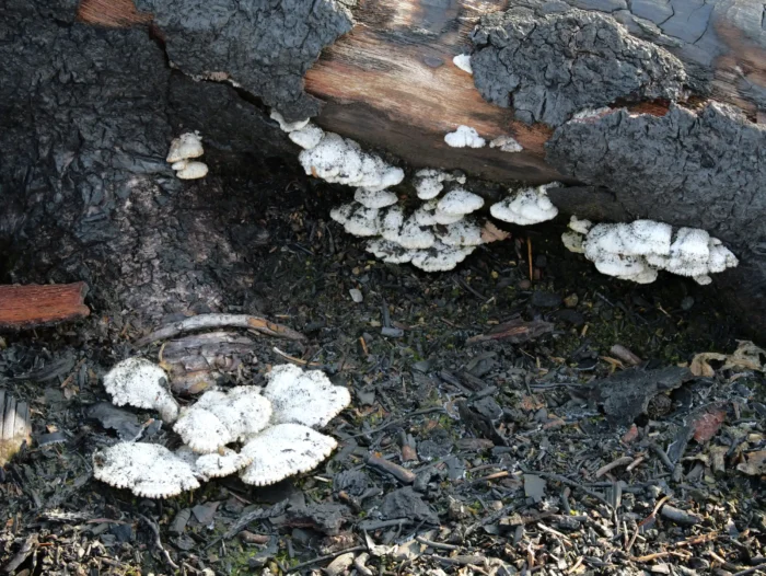 Schizophyllum commune &ndash; Gemeiner Spaltbl&auml;ttling, hier auf einer Brandstelle wachsend