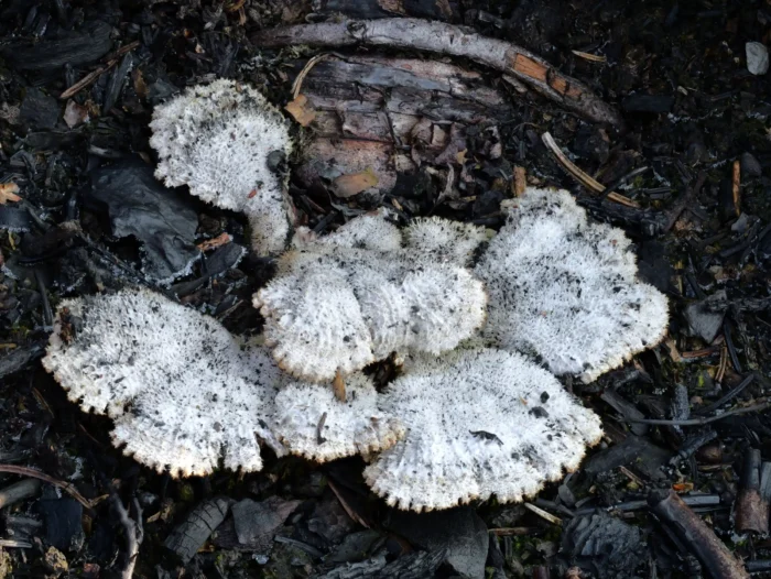 Schizophyllum commune &ndash; Gemeiner Spaltbl&auml;ttling, typisch der &bdquo;S&auml;gezahn&ldquo; am Hutrand