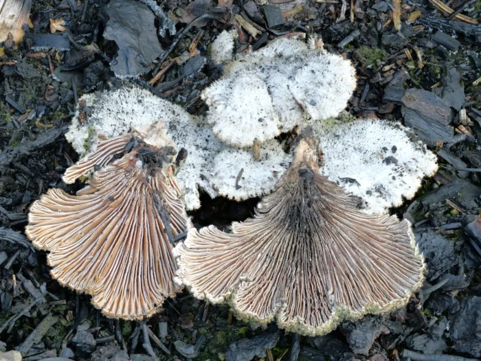 Schizophyllum commune &ndash; Gemeiner Spaltbl&auml;ttling, namensgebend sind die &bdquo;gespaltenen&ldquo; Lamellen