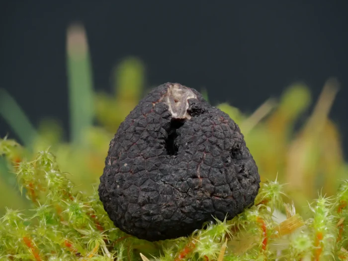 Tuber brumale &ndash; Wintertr&uuml;ffel, typische F&auml;rbung und etwas kantige, regelm&auml;&szlig;ige, flach-pyramidenf&ouml;rmige Warzen