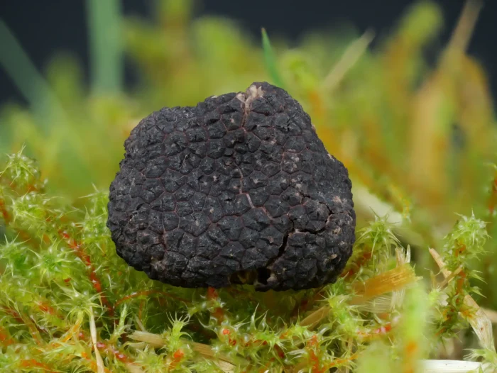 Tuber brumale &ndash; Wintertr&uuml;ffel, Gr&ouml;&szlig;e der Knolle rund 15 mm