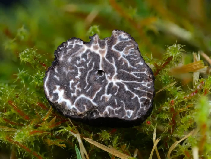 Tuber brumale &ndash; Wintertr&uuml;ffel, typische F&auml;rbung und Aderung im Inneren