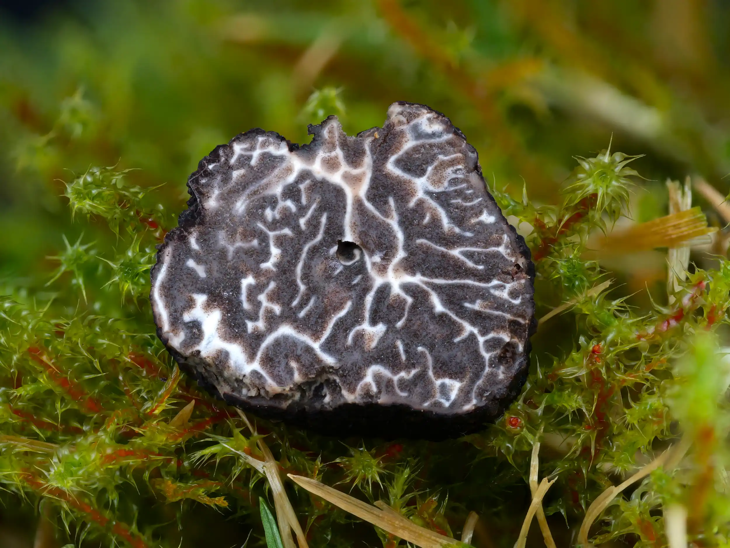 Tuber brumale – Wintertrüffel, Pilzschule-Vogtland