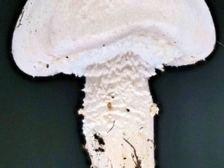 Agaricus arvensis &ndash; Wei&szlig;er Anis-Champignon, junger Pilz, typisch der schuppige Stiel