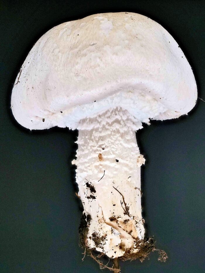 Agaricus arvensis &ndash; Wei&szlig;er Anis-Champignon, junger Pilz, typisch der schuppige Stiel
