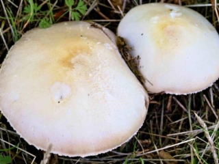 Agaricus arvensis &ndash; Wei&szlig;er Anis-Champignon, die H&uuml;te k&ouml;nnen gilben