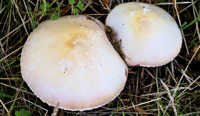 Agaricus arvensis &ndash; Wei&szlig;er Anis-Champignon, die H&uuml;te k&ouml;nnen gilben