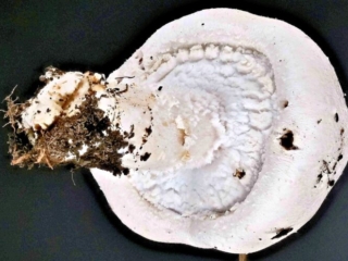 Agaricus arvensis &ndash; Wei&szlig;er Anis-Champignon, junger Pilz