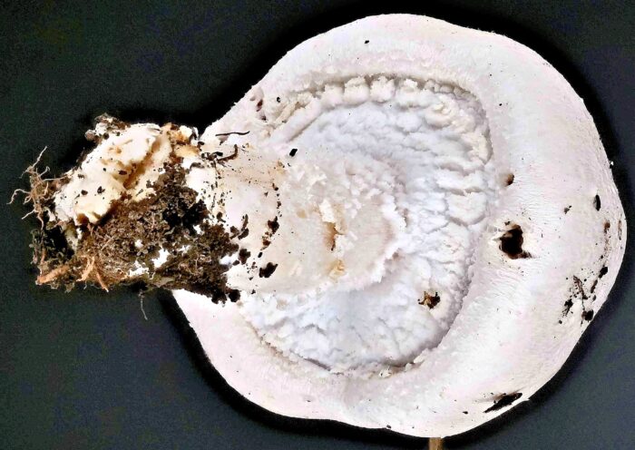 Agaricus arvensis &ndash; Wei&szlig;er Anis-Champignon, junger Pilz