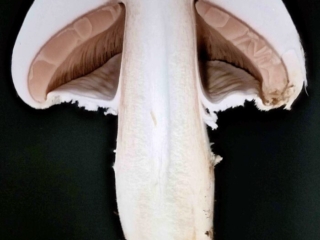 Agaricus arvensis &ndash; Wei&szlig;er Anis-Champignon, Schnittbild mit geschlossenem Velum partiale