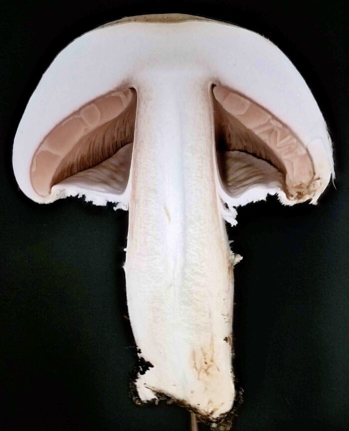 Agaricus arvensis &ndash; Wei&szlig;er Anis-Champignon, Schnittbild mit geschlossenem Velum partiale