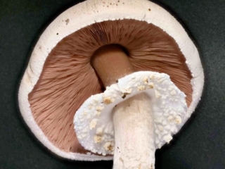 Agaricus arvensis &ndash; Wei&szlig;er Anis-Champignon, jung sind die Lamellen rosa, im Alter fast schwarz