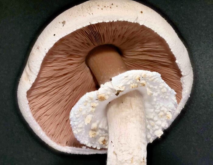 Agaricus arvensis &ndash; Wei&szlig;er Anis-Champignon, jung sind die Lamellen rosa, im Alter fast schwarz