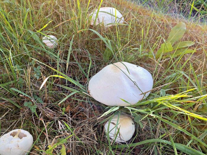 Agaricus arvensis &ndash; Wei&szlig;er Anis-Champignon, die H&uuml;te erreichen bis 20 cm Durchmesser