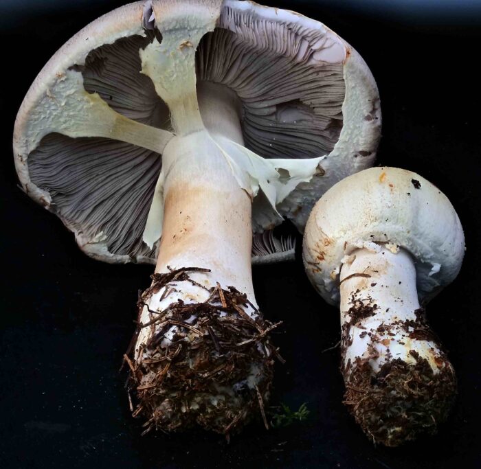 Agaricus essettei &ndash; Schiefknolliger Anis-Champignon, die anfangs rosa Lamellen werden zunehmend dunkler