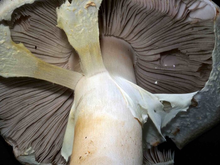 Agaricus essettei &ndash; Schiefknolliger Anis-Champignon, Blick auf das Velum partilae