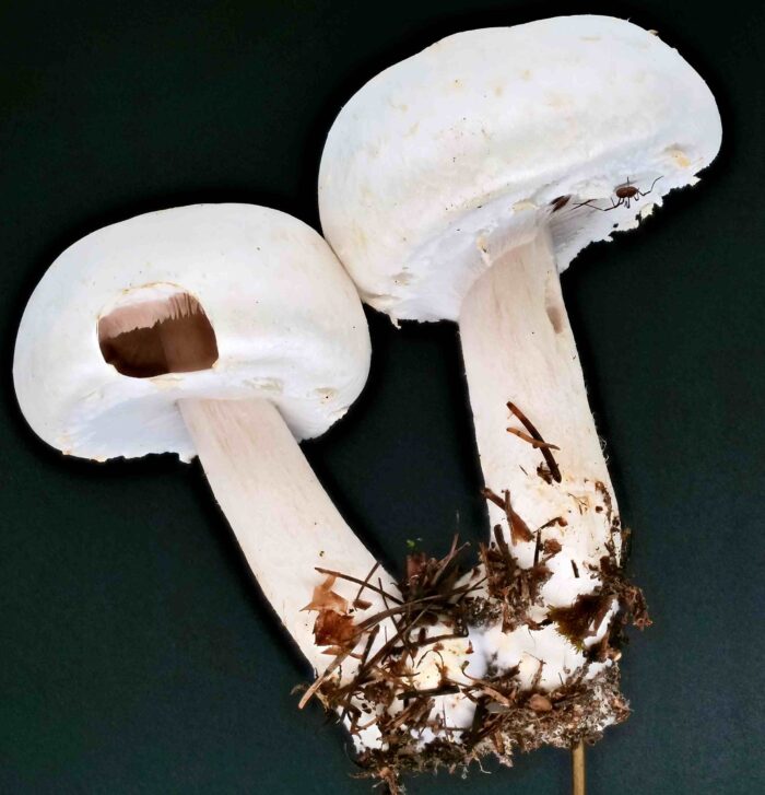 Agaricus essettei &ndash; Schiefknolliger Anis-Champignon, rechts zu sehen die namensgebende schiefe Knolle