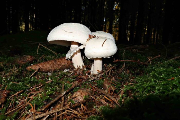 Agaricus essettei &ndash; Schiefknolliger Anis-Champignon, Fund im Nadelwald