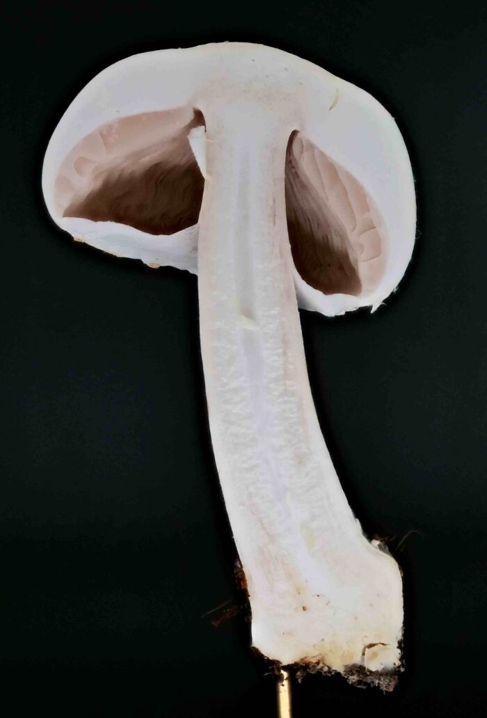 Agaricus essettei &ndash; Schiefknolliger Anis-Champignon, Schnittbild