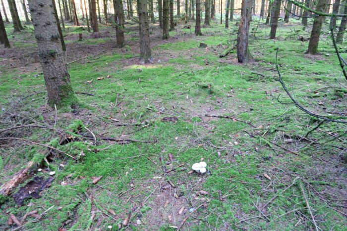 Agaricus essettei &ndash; Schiefknolliger Anis-Champignon, Champignons wachsen nicht nur auf Wiesen