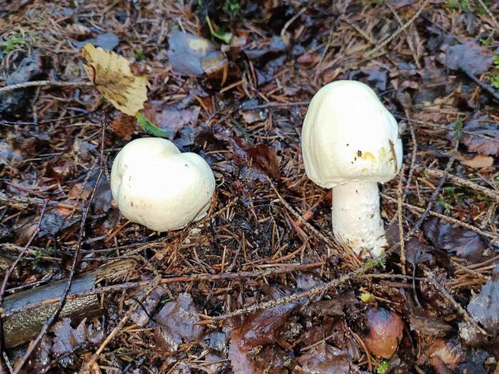 Agaricus essettei &ndash; Schiefknolliger Anis-Champignon, junge Pilze im Nadelwald