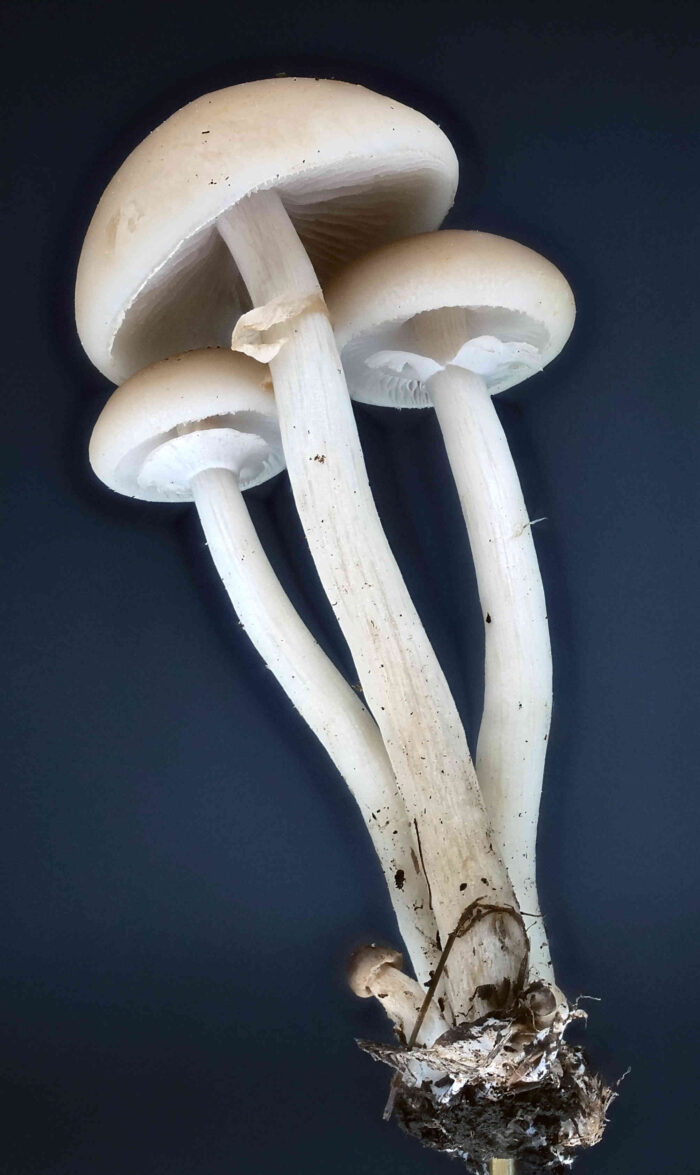 Agrocybe praecox &ndash; Voreilender Ackerling, die Pilze wachsen b&uuml;schelig