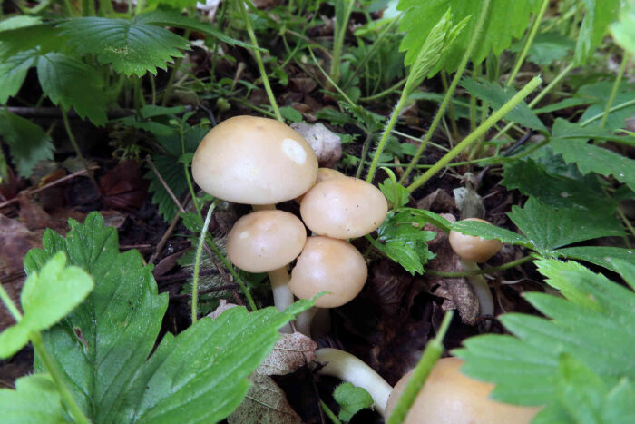 Agrocybe praecox &ndash; Voreilender Ackerling, junge Fruchtk&ouml;rper