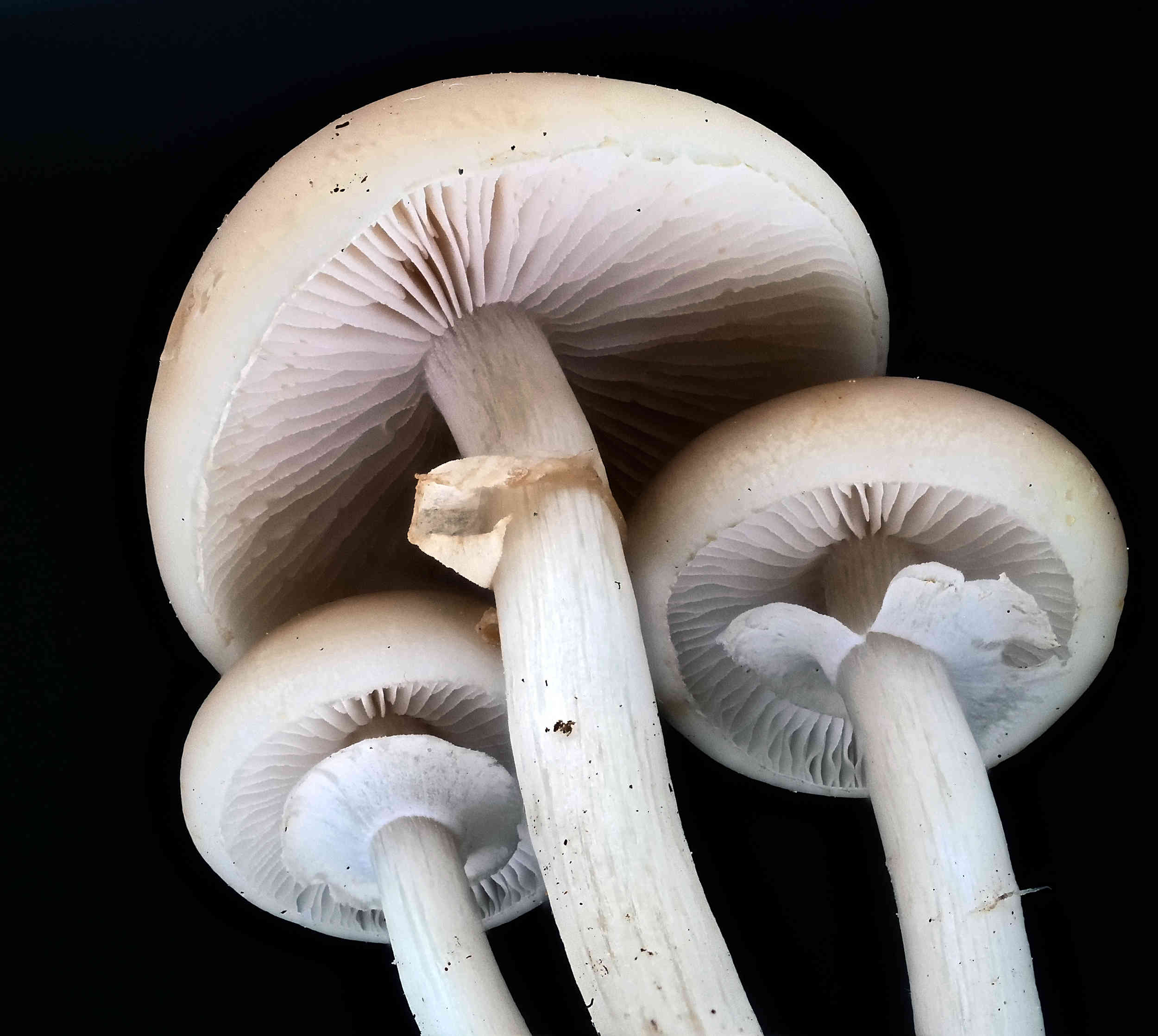 Agrocybe praecox – Voreilender Ackerling, Pilzschule-Vogtland