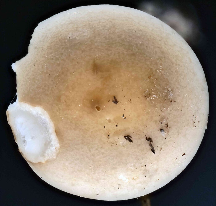 Agrocybe praecox &ndash; Voreilender Ackerling, typische Hutoberfl&auml;che