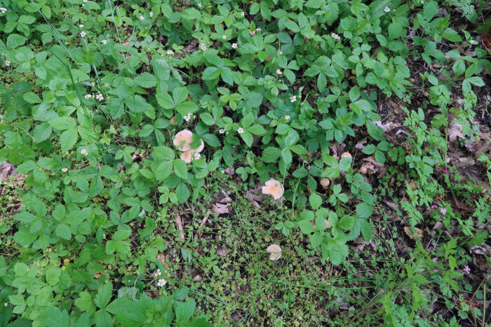 Agrocybe praecox &ndash; Voreilender Ackerling, junge Fruchtk&ouml;rper im Fr&uuml;hjahr