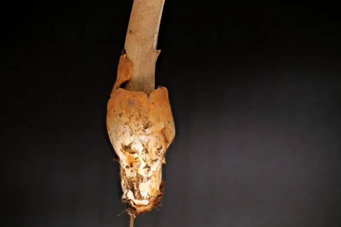 Amanita badia &ndash; Umbrabrauner Scheidenstreifling, h&auml;utige Volva