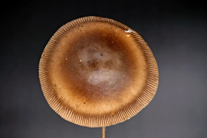 Amanita badia &ndash; Umbrabrauner Scheidenstreifling, die Hutfarbe gab den Namen