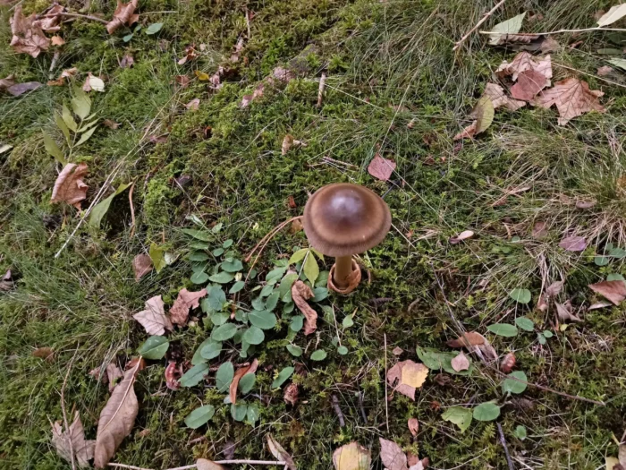 Amanita badia &ndash; Umbrabrauner Scheidenstreifling, die Pilze sind auf Kalkboden zu finden