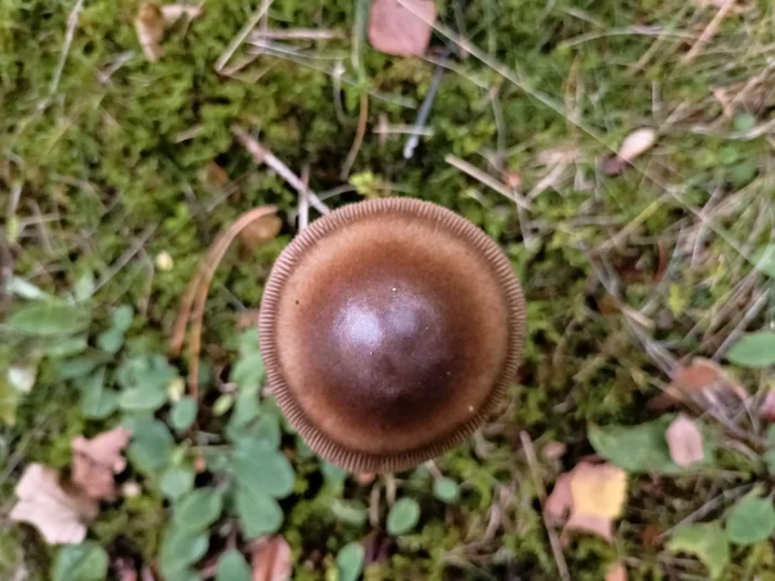 Amanita badia &ndash; Umbrabrauner Scheidenstreifling, typisch der gestreifte Hutrand