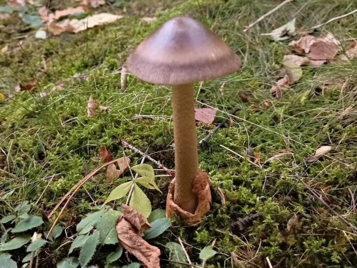 Amanita badia &ndash; Umbrabrauner Scheidenstreifling, typisch die Volva im Boden