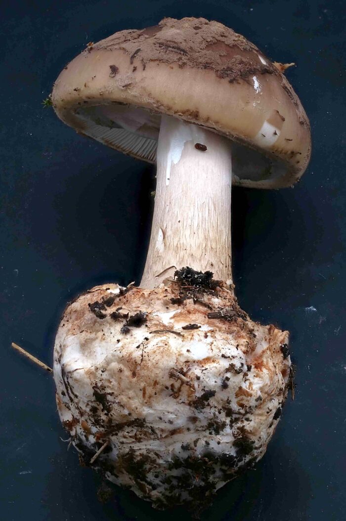 Amanita porphyria &ndash; Porphyrbrauner Wulstling, wie aus dem Bilderbuch, alle typischen Merkmale