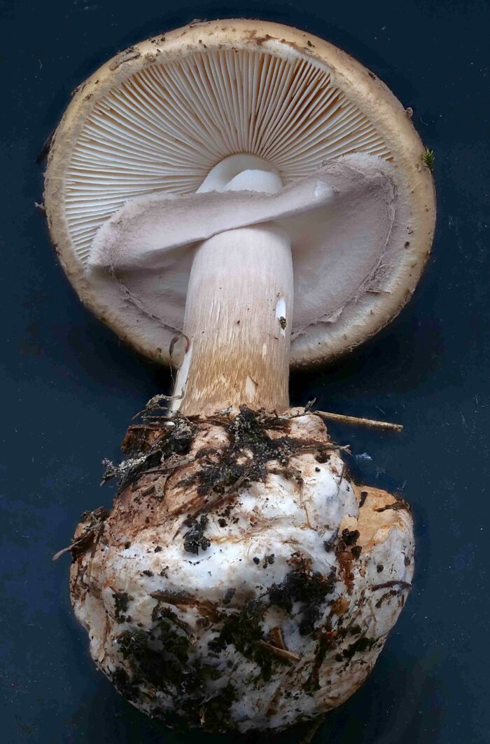 Amanita porphyria &ndash; Porphyrbrauner Wulstling, riesige Knolle und das Velum partiale