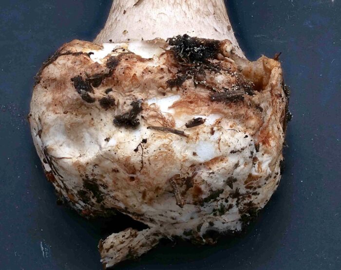 Amanita porphyria &ndash; Porphyrbrauner Wulstling, ganz typisch die gro&szlig;e, abgesetzte Knolle