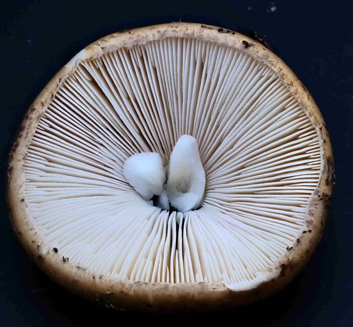 Amanita porphyria &ndash; Porphyrbrauner Wulstling, Blick in die Lamellen