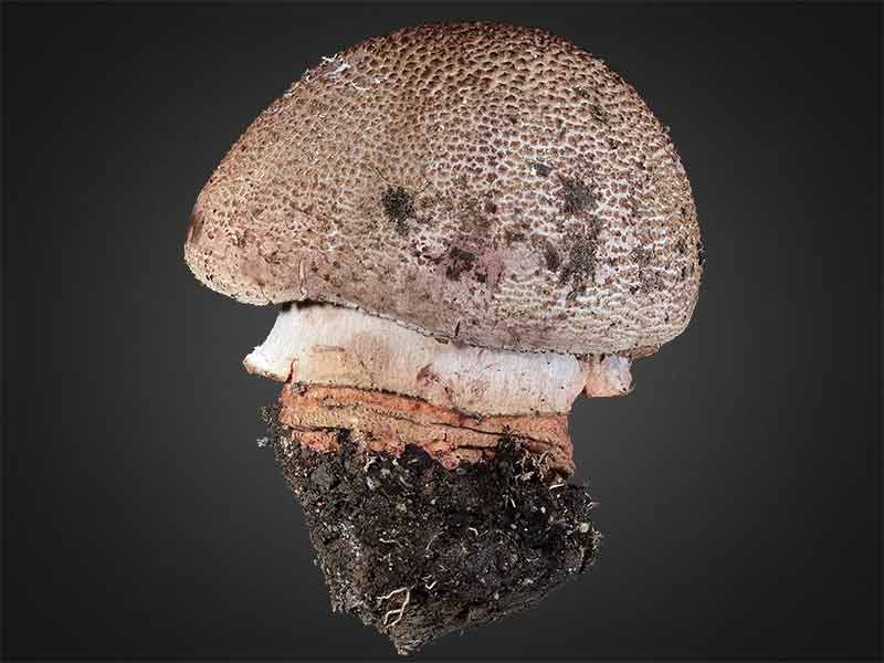 Amanita rubescens – Perlpilz